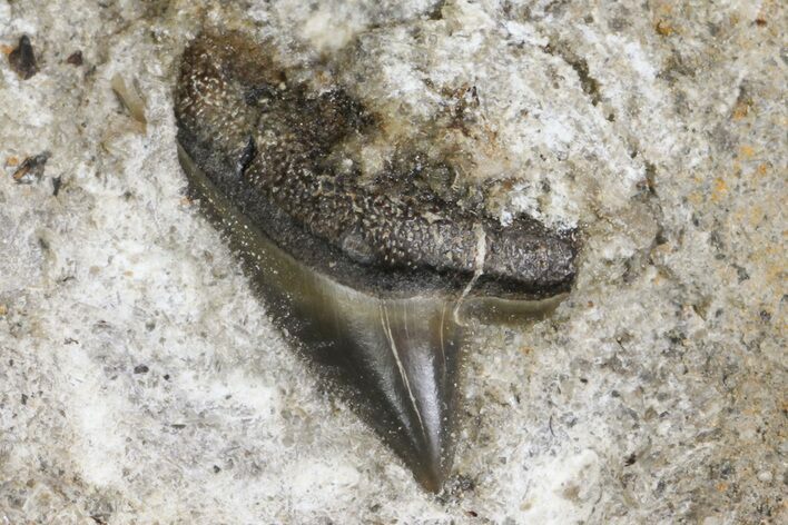 .39" Fossil Mackerel Shark (Cretodus) Tooth Kansas For